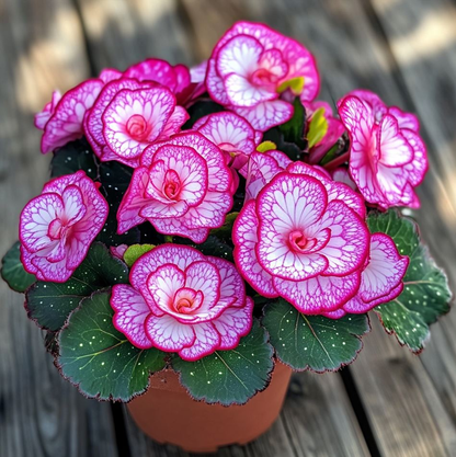 Begonia Rex 'Pink Neon'