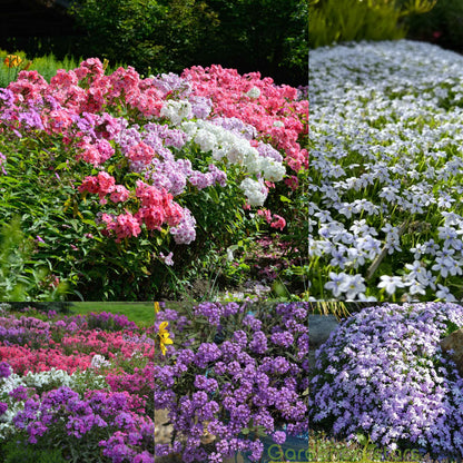 🌺Popular Groundcover Flowering Seeds🌈Colourful Carpet