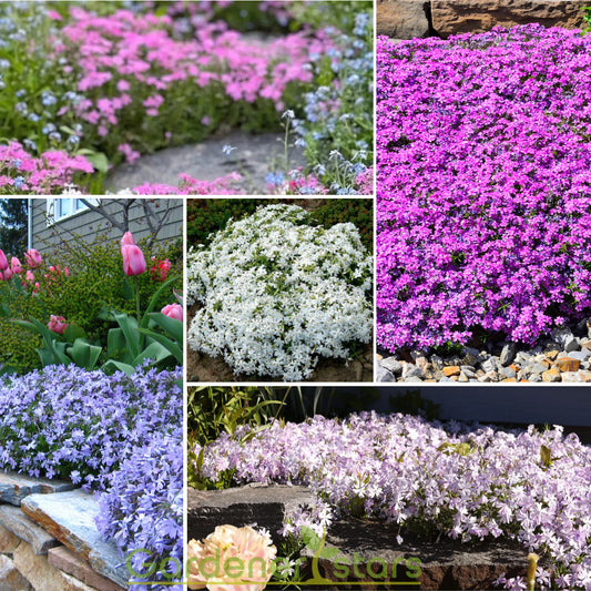 🌺Popular Groundcover Flowering Seeds🌈Colourful Carpet