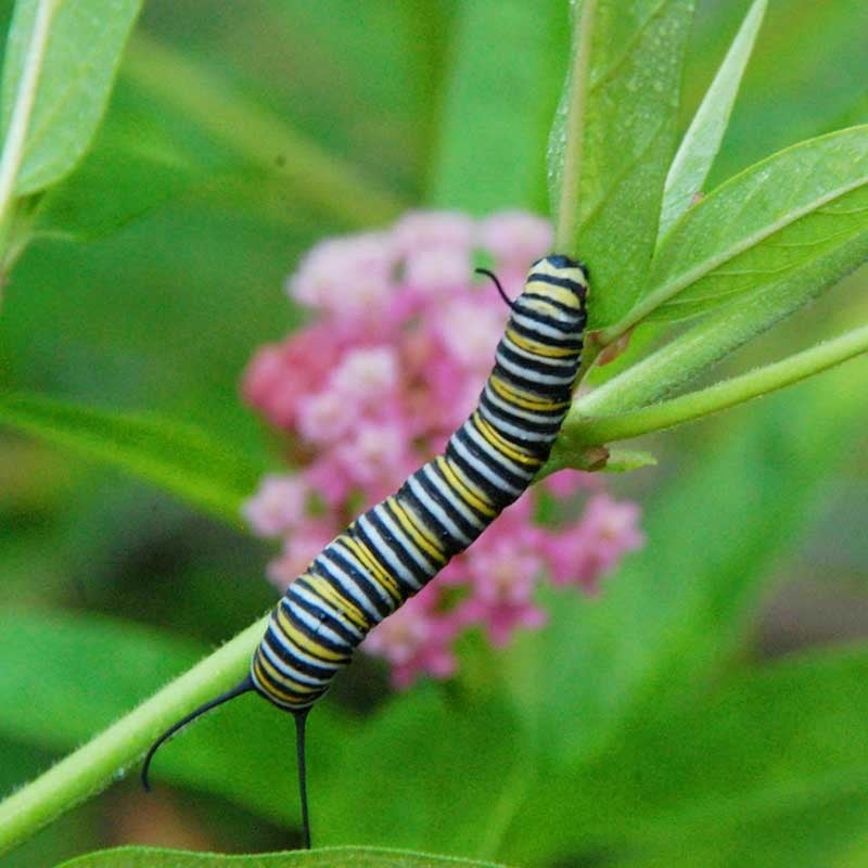 Monarch Butterfly Wildflower Seed Mix