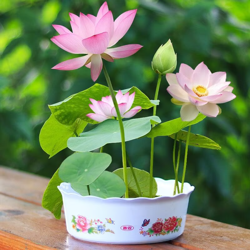 🔥【7 days germination】💐The Sacred Bonsai Bowl Lotus Flower