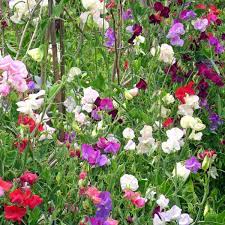 CUT FLOWER MIX SWEET PEA SEED