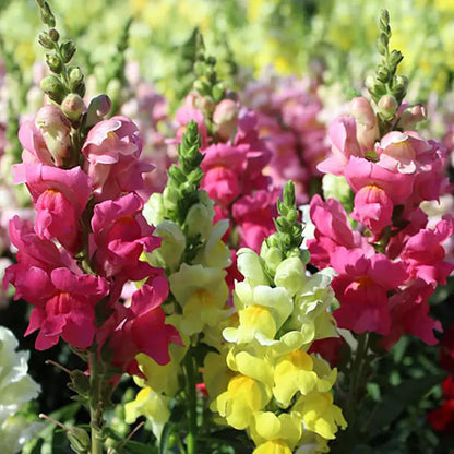 Snapdragon's Skull Flower Custom Mix Seeds