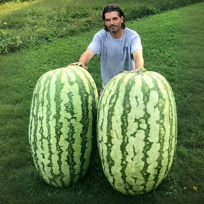 Giant Watermelons Seeds