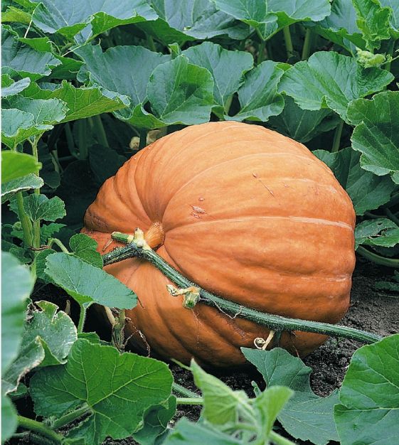 Giant Pumpkin Seeds