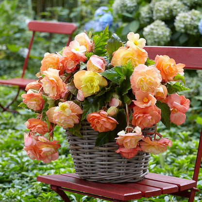 Lacy Edged Begonia