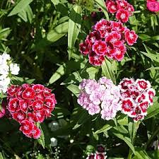 Sweet William Seeds - Indian Carpet Dwarf Single Mix