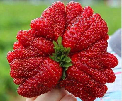 🍓Super Giant Strawberry Seeds