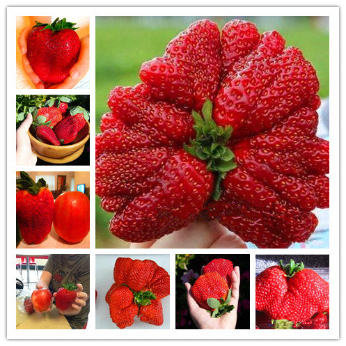 🍓Super Giant Strawberry Seeds