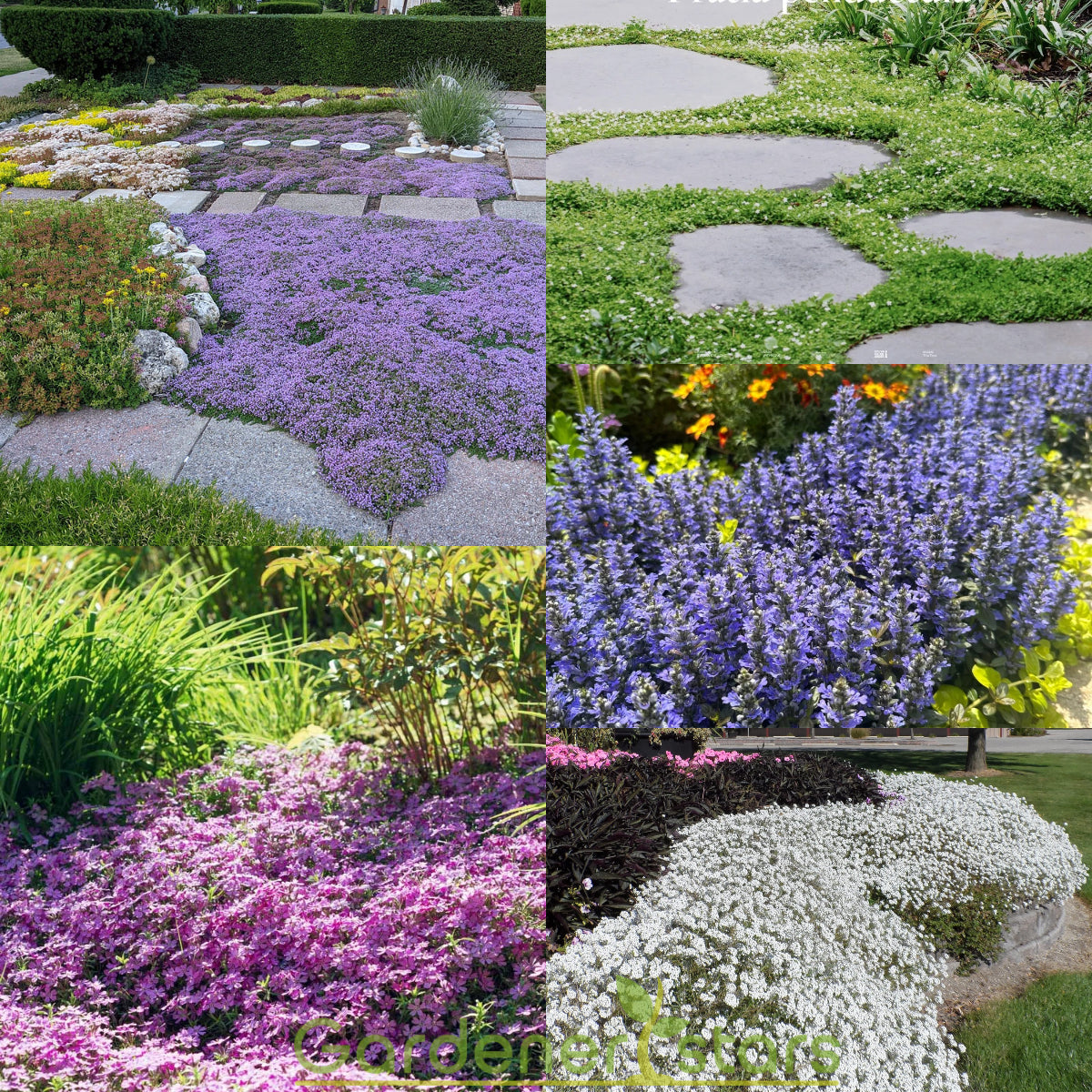 🌺Popular Groundcover Flowering Seeds🌈Colourful Carpet