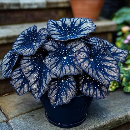 Blue Night Spark Begonia