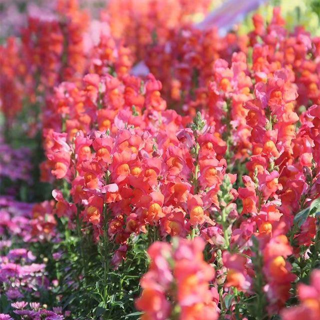 Dwarf Snapdragon  Seed Mixed