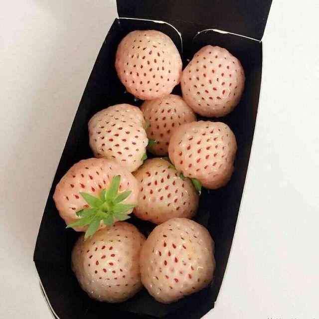 1 Bag Rare Milk Strawberry Seeds