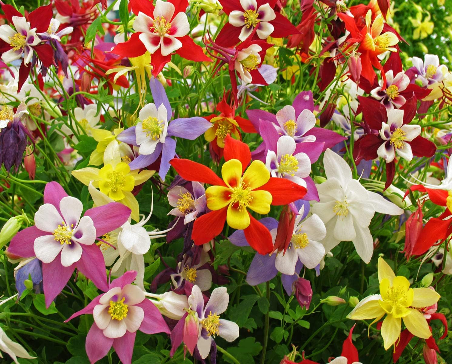 Columbine Seeds - McKana Giant Mix