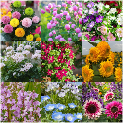 🌺Four Seasons Flowering Mixed Flower Seeds - Easy to Grow