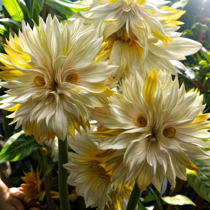 "Big face" flower Seeds