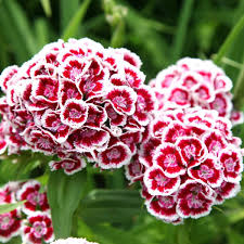 Sweet William Seeds - Indian Carpet Dwarf Single Mix