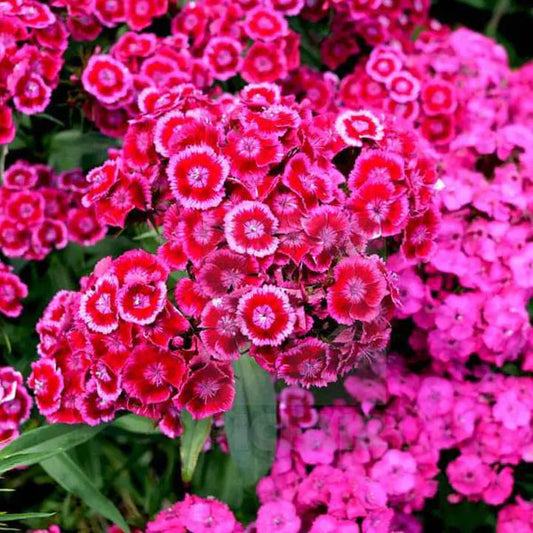 Dianthus Barbatus Mixed Color - Flower Seeds