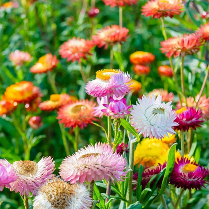 Strawflower Seeds - Swiss Giant Mix