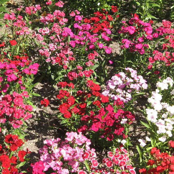 WEE Willie Dwarf SWEET WILLIAM Mixed Colors Dianthus Barbatus Flower Seeds