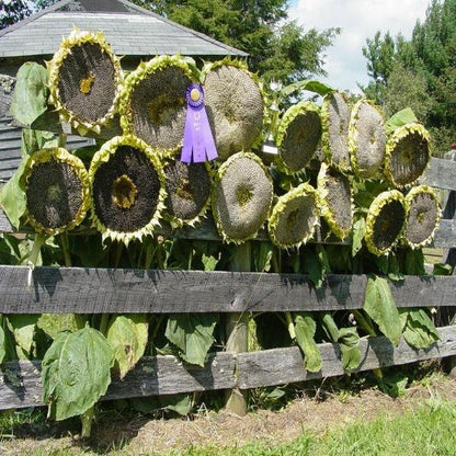 50 Pcs Mongolian Giant Sunflower Seeds