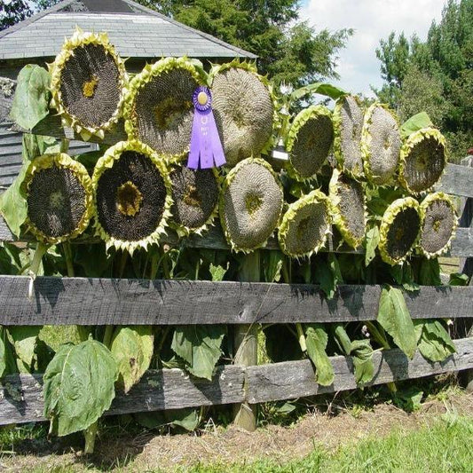 50 Pcs Mongolian Giant Sunflower Seeds