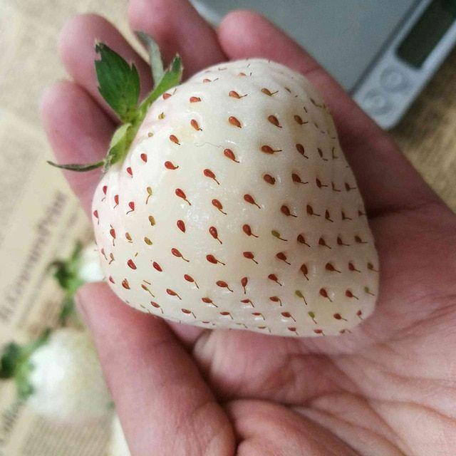 1 Bag Rare Milk Strawberry Seeds