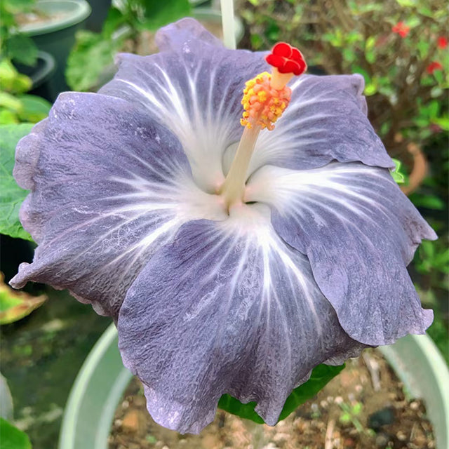 Mixed Giant Ombre Hibiscus Exotic Coral Flowers Seeds