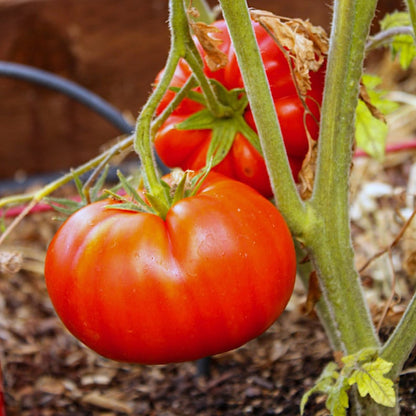 Giant Delicious Tomato / Up to 2kg (20 Seeds a Pack)