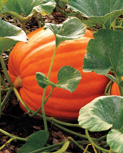 Giant Pumpkin Seeds