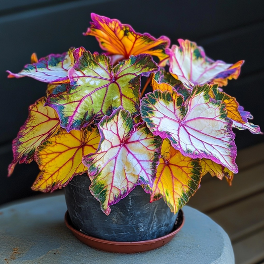 Golden Twilight Begonia