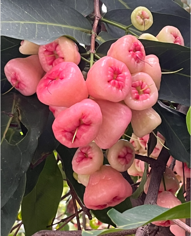 Pink Lotus Mist Seeds