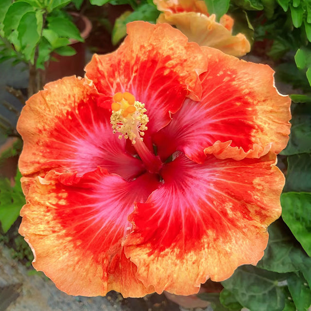 Mixed Giant Ombre Hibiscus Exotic Coral Flowers Seeds