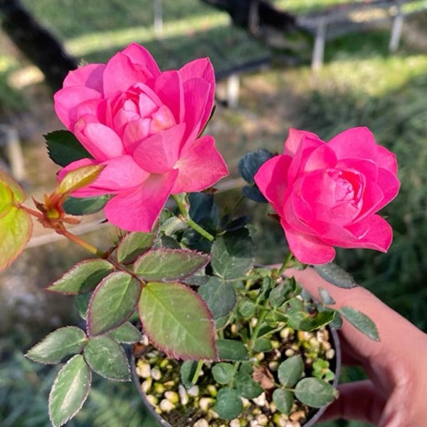 Miniature Rosa Chinensis-Sky Lotus Stars🌺