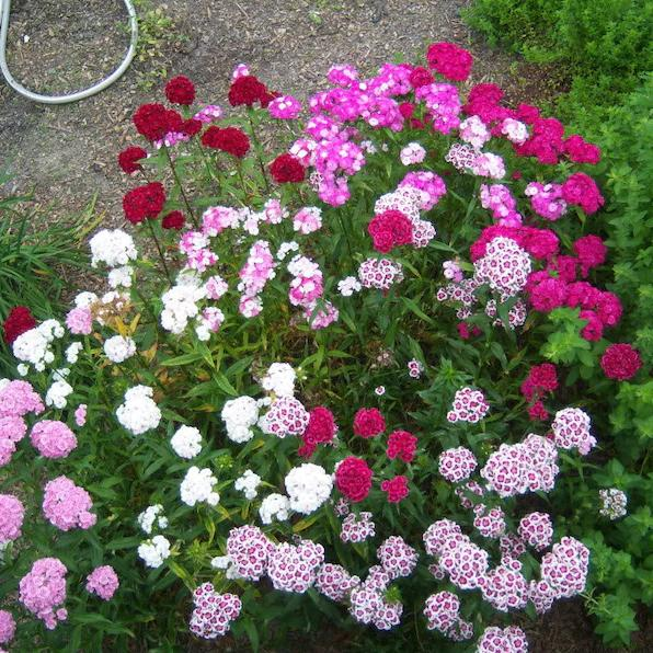 WEE Willie Dwarf SWEET WILLIAM Mixed Colors Dianthus Barbatus Flower Seeds