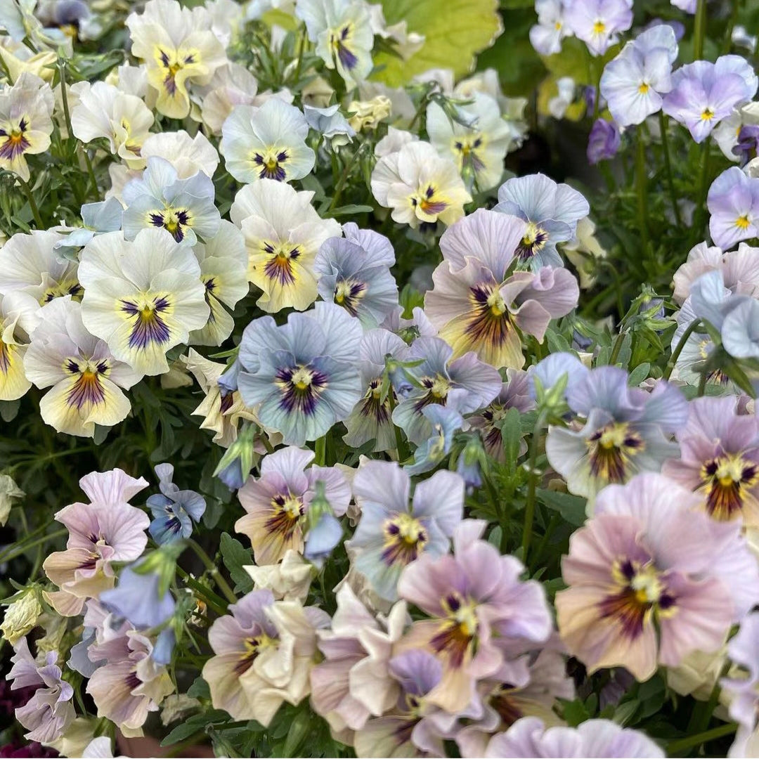 Pansy Giant Fancy Mix Seeds