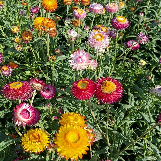 Strawflower Seeds - Swiss Giant Mix