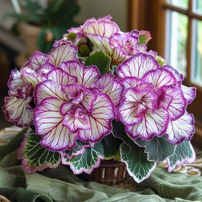 Rare Twin Begonia - Purple and White