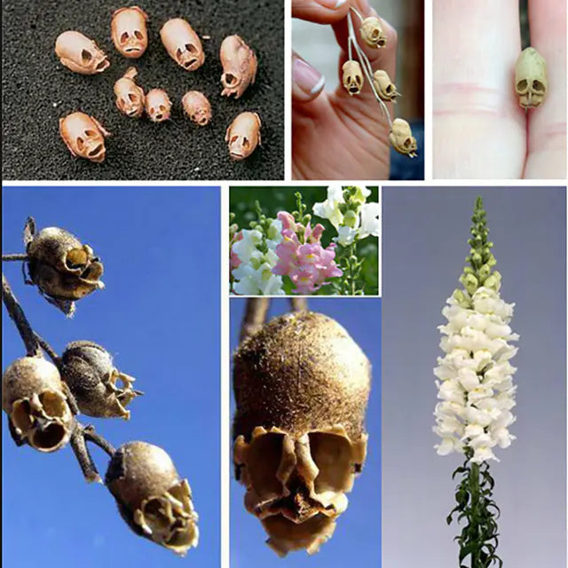 Snapdragon's Skull Flower Custom Mix Seeds