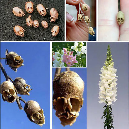 Snapdragon's Skull Flower Custom Mix Seeds