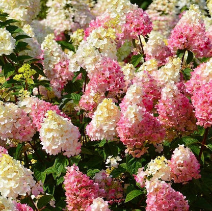 Strawberry Hydrangea Flowers Seeds Mixed Color Plants Home Garden Flower Seeds