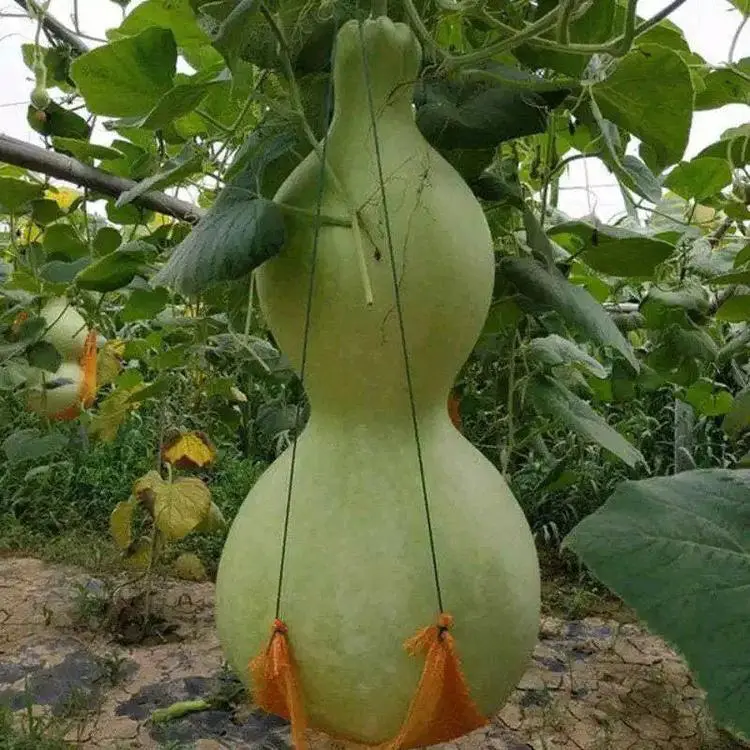 Giant Gourd Seeds