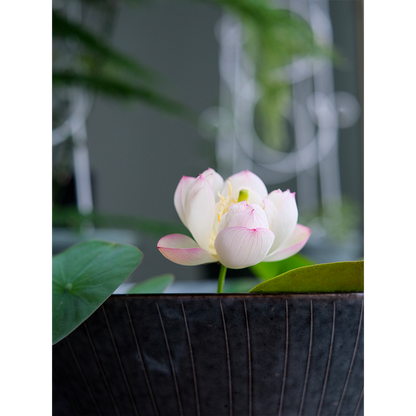 Bowl Lotus: Embracing Zen through Blossoms