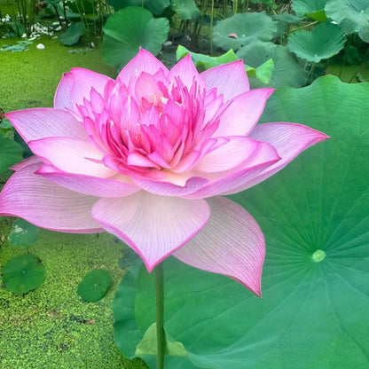 🪷Rare Thousand-petal Lotus