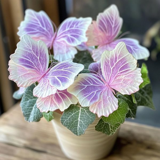 Begonia 'Meteor Butterfly'