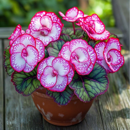 Rare Twin Begonia - Pink and White