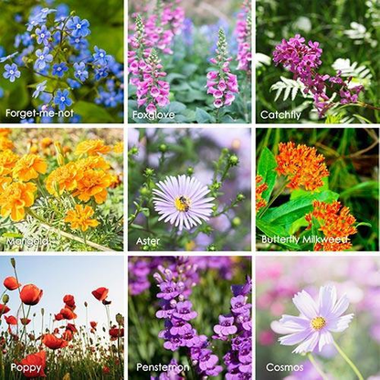 Mixed Wildflower Hummingbird Seeds