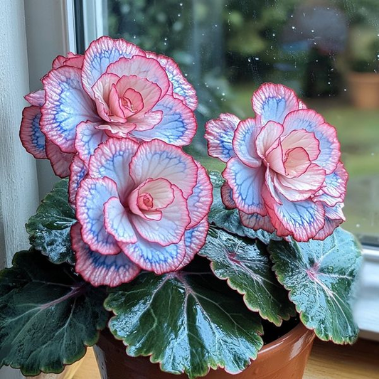 Beautiful Begonia Blooms（Pink & Blue）