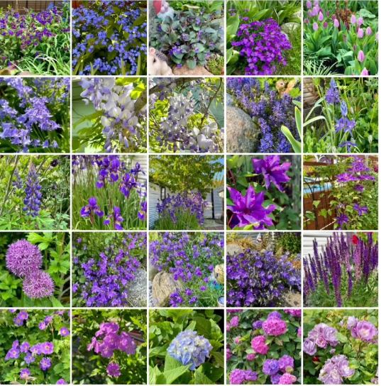 💜Blue Purple Mixed Flower Seeds