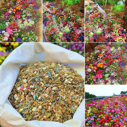 Perennial Flowers Seeds-Over 60 kinds mixed